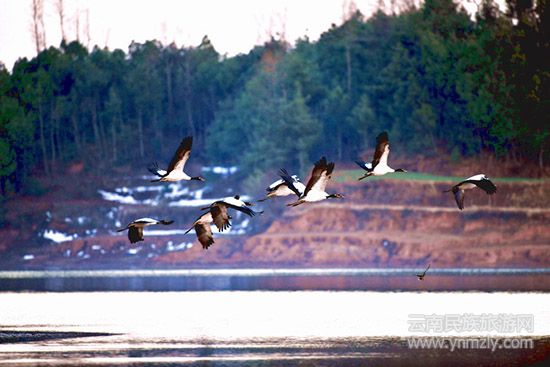 黑頸鶴 圖/楊福云
