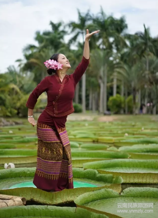 （圖片來源：西雙版納熱帶植物園）