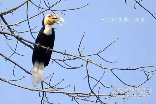 盈江游玩最強攻略 你得這樣玩