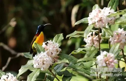 盈江游玩最強攻略 你得這樣玩