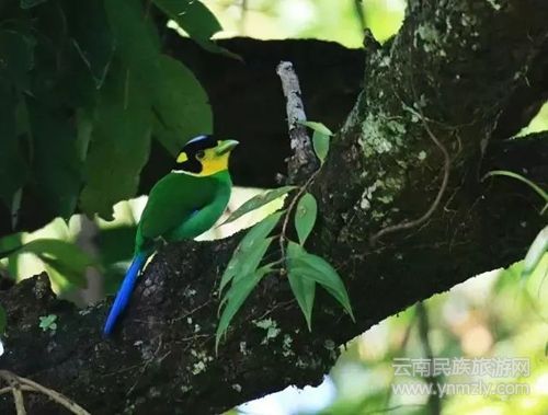 盈江游玩最強攻略 你得這樣玩