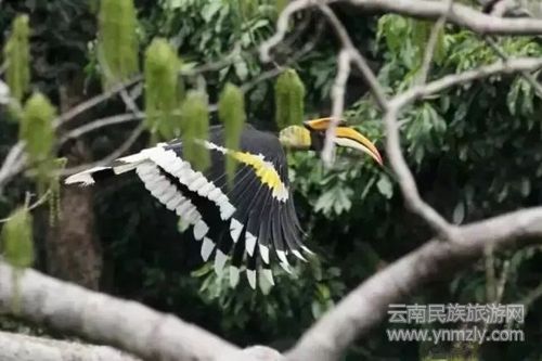 盈江游玩最強攻略 你得這樣玩