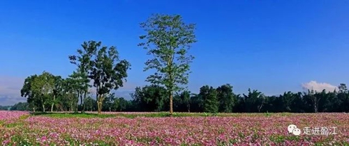 盈江游玩最強攻略 你得這樣玩