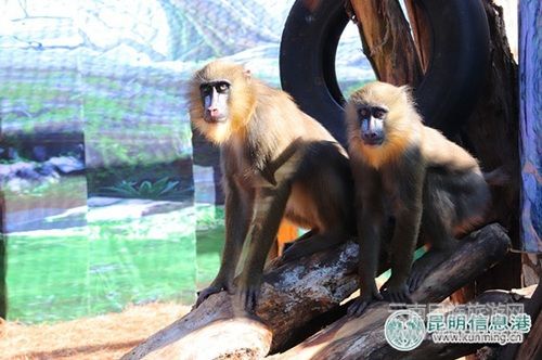 云南野生動物園引進世界上最漂亮的猴子山魈 邀游客為其取名